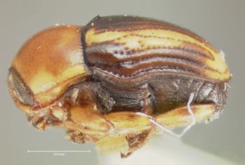 Media type: image; Entomology 9270   Aspect: habitus lateral view